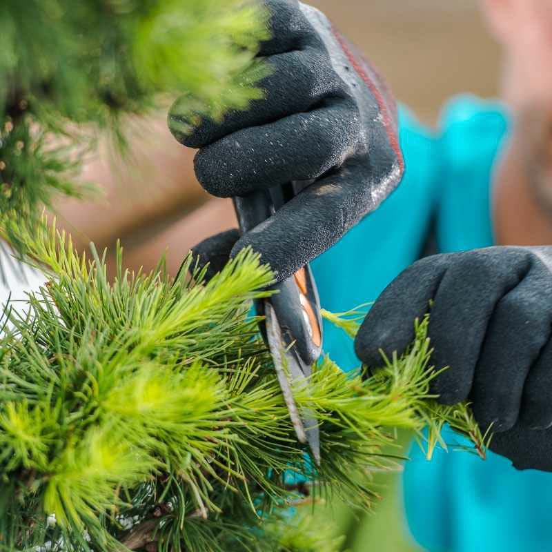 close up of an arborist using garden shears to prune a small tree